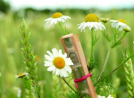 Ein eingerollter 50-Euro Schein ist an einer Blume befestigt